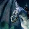 oeomerr