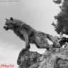 WoLFMan54