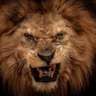 lionbeko