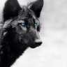 BlackWolf26