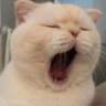 CudoRiver