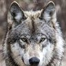 wolfman59