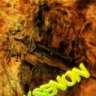 mcybc