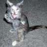 blade_pusat