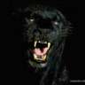 zafer1232
