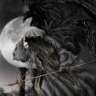 darklord-35