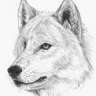 simus