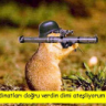 cÑw