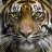 wWwWwTIGERwWwWw
