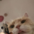 battlegasp