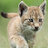 Lince
