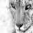 leopar852